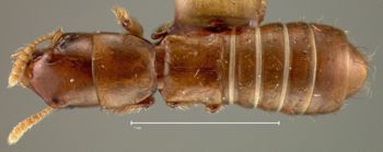 Media type: image;   Entomology 27501 Aspect: habitus dorsal view